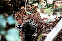 Tezcatipocla en su forma de jaguar