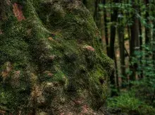 El roble árbol sagrado de los druidas celtas