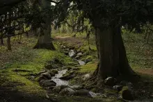 Los elfos en la mitología nórdica