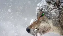 Fenrir, el lobo gigante de la mitología nórdica