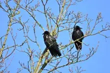 Hugin y Munin, los cuervos de Odín en la mitología nórdica