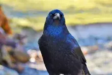 Hugin y Munin, los cuervos de Odín en la mitología nórdica
