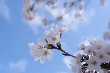 Izanagi dios de Japón