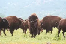 Manitú el gran espíritu de los pueblos algonquinos de América