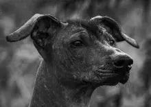 Xoloitzcuintle el perro guía del Mictlán
