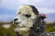 Vicuña de los Andes