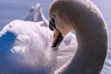 Cisne de Sarasvati diosa hindú de la sabiduría