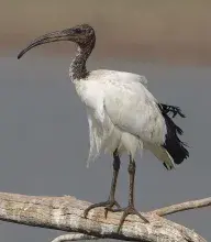 El ibis, ave relacionada con el dios Thot en el antiguo Egipto